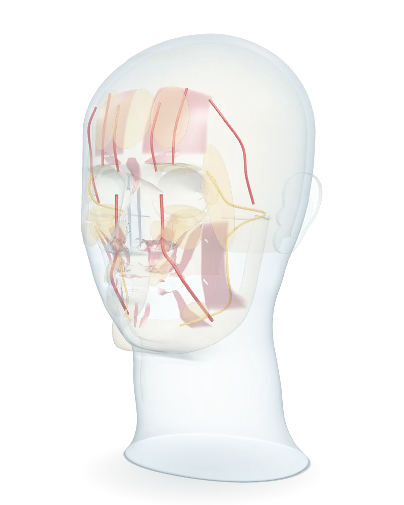 Lamina demo website: a transparent head with muscles, vessels and nerves beneath the skin